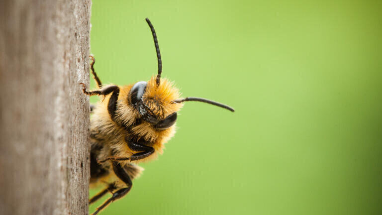 UK Election 2024: Greens promise to end use of bee-killing pesticides