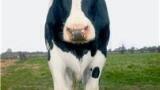 Reducing use and better monitoring can help combat antimicrobial pollution from livestock, fish farming according to new EEA briefing