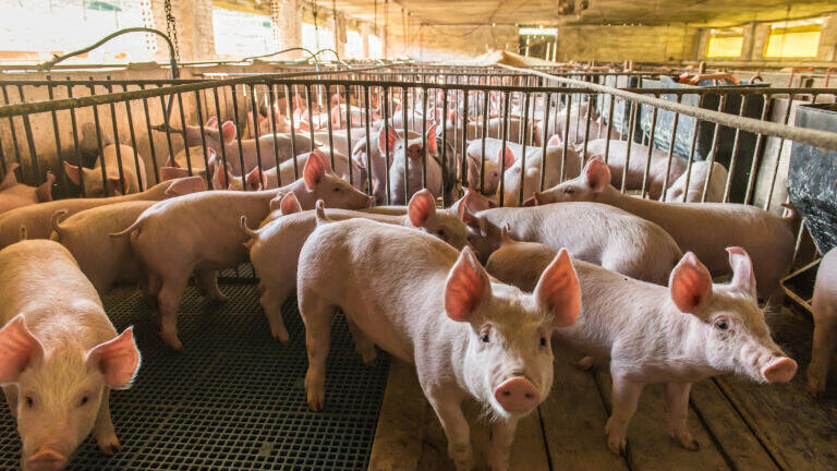 Intensive pig farming is contributing to air pollution in the UK, says new report