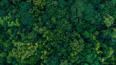 Are Asia's carbon sinks failing?