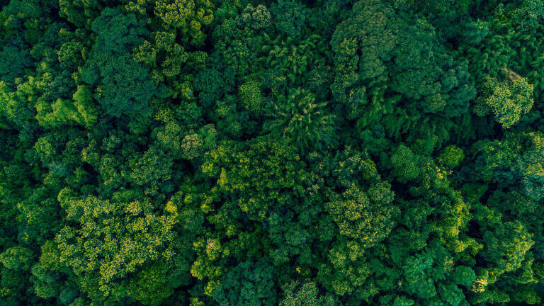 Are Asia's carbon sinks failing?