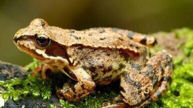 How do we monitor the pathogen driving mass extinction of amphibians
