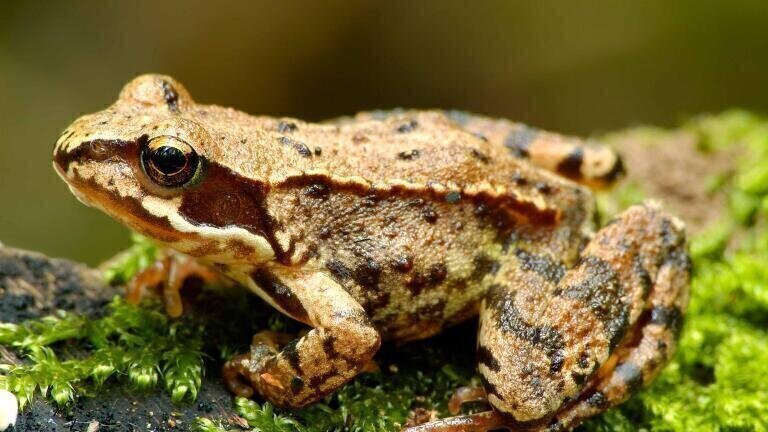 How do we monitor the pathogen driving mass extinction of amphibians