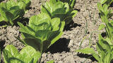 Celebrate Soil Day in December: Don’t be neutral about soil pH. Get clear and fast results on the field with MQuant® pH test strips