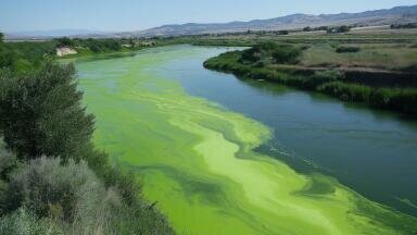 How microplastics can create 'dead zones' in aquatic ecosystems