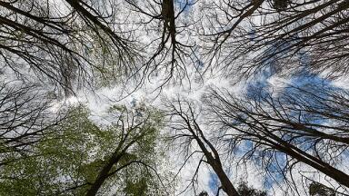 How monitoring VOCs demonstrated that trees talk to each other
