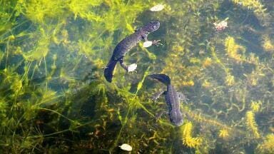Bats and newts: why monitoring biodiversity will only become more important