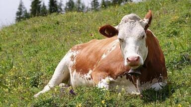 How scientists measured cow burps from space