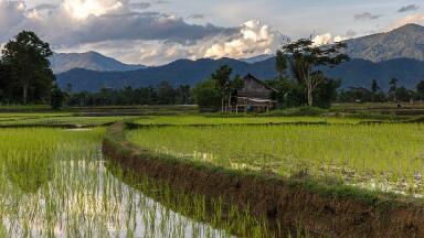 Is there an increasing need for monitoring arsenic in rice?