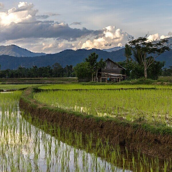 Climate Change Could Spike Arsenic in Rice by 44%