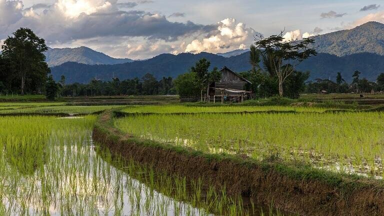 Is there an increasing need for monitoring arsenic in rice?