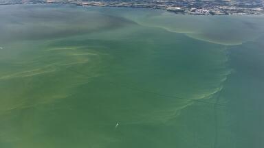 Algal blooms: should viral activity be a monitoring parameter?