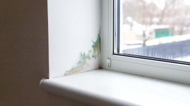 What's in the air today? The impact of dampness and black mould in homes