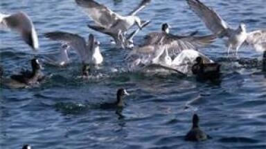 New environmental legislation to protect Filey seabird population