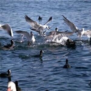 New environmental legislation to protect Filey seabird population