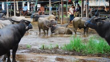 Research details emerging pollutants in livestock and aquaculture waste across Asia