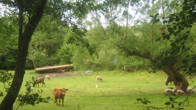 Uncounted greenhouse gas emissions from livestock farms