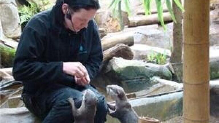 Otters 'signify clean water quality'