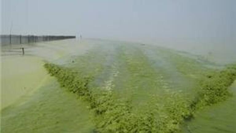 Algal bloom campaign 'could improve water quality'
