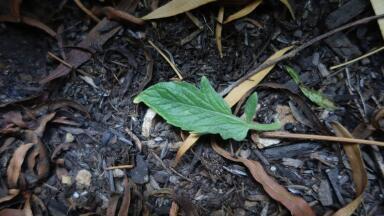 How the EU Soil Monitoring Law is re-shaping the laboratory sector