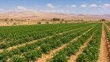 Plants can detect hidden pfas pollution that soil tests may miss, new study finds