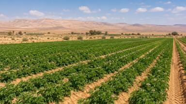 Plants can detect hidden pfas pollution that soil tests may miss, new study finds