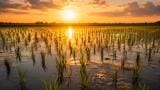 FAO and CCAC launch project to improve methane monitoring in rice production