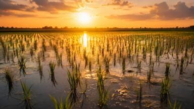 FAO and CCAC launch project to improve methane monitoring in rice production