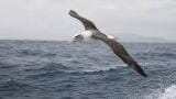 Seabird blood samples provide first biologically based estimate of oceanic mercury distribution