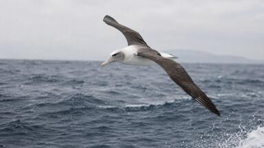 Seabird blood samples provide first biologically based estimate of oceanic mercury distribution