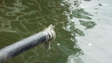 River Trent pollution kills fish, experts say