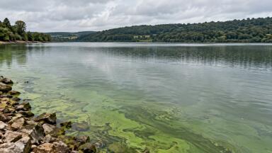 Choice of AI architecture should match forecast horizon, reservoir algal bloom study finds