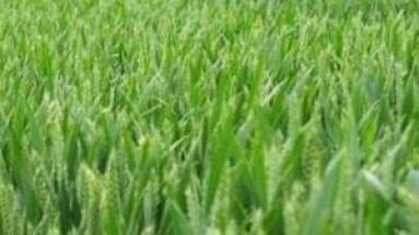 Soil quality news: GM crop technology "failing"