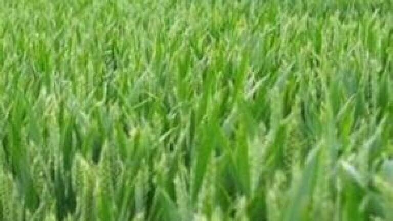 Soil quality news: GM crop technology "failing"