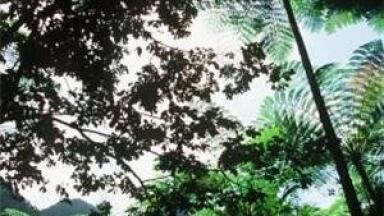 Soil quality news: Deforestation 'key to tackling climate change'