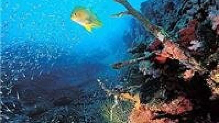 Environmental analysis news: Zoos and aquariums call for CO2 limit to prevent mass extinction