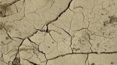 Australian water quality affected by dead camels