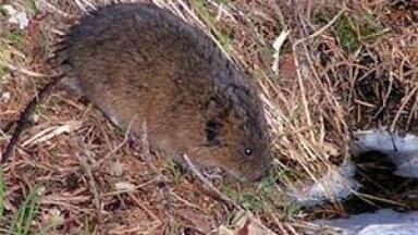 Environmental analysis news: Biodiversity in river will benefit after re-direction work