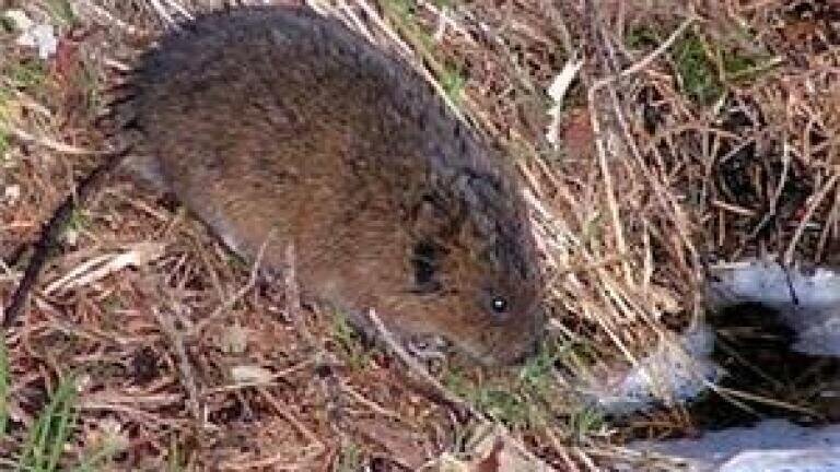 Environmental analysis news: Biodiversity in river will benefit after re-direction work