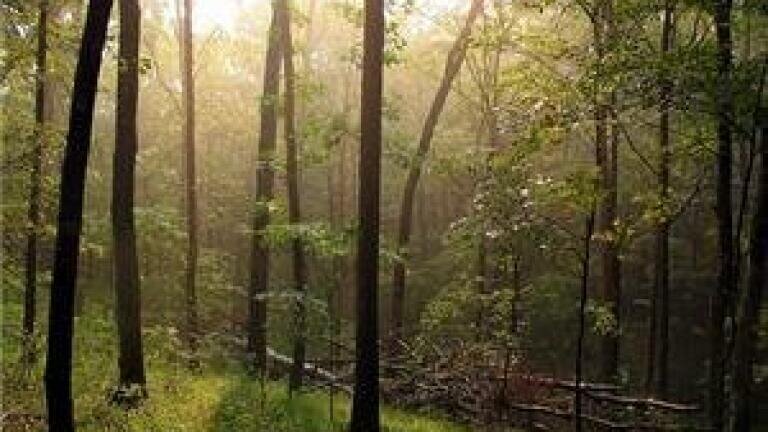 Environmental analysis news: Carbon offsetting scheme launched in Africa