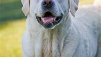 Poor air quality linked to lung cancer in dogs