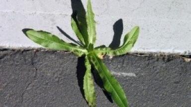 Environmental health news: Potentially dangerous pesticides used in UK schools, survey reveals