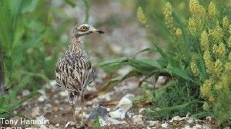 Issues over soil quality impacting Welsh biodiversity