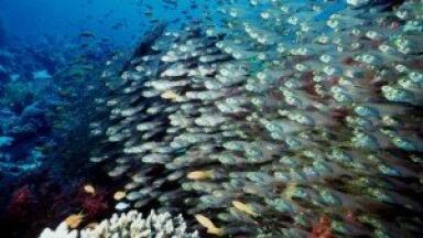 Environmental analysis news: Global biodiversity conference opens in London