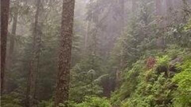 Environmental analysis news: Congo ecosystems boosted by Cameroon protection