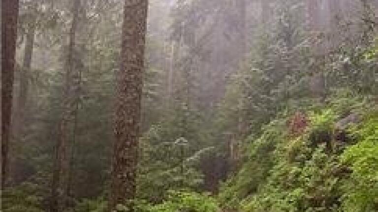 Environmental analysis news: Congo ecosystems boosted by Cameroon protection