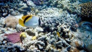 Coral reefs 'could dissolve within 100 years'