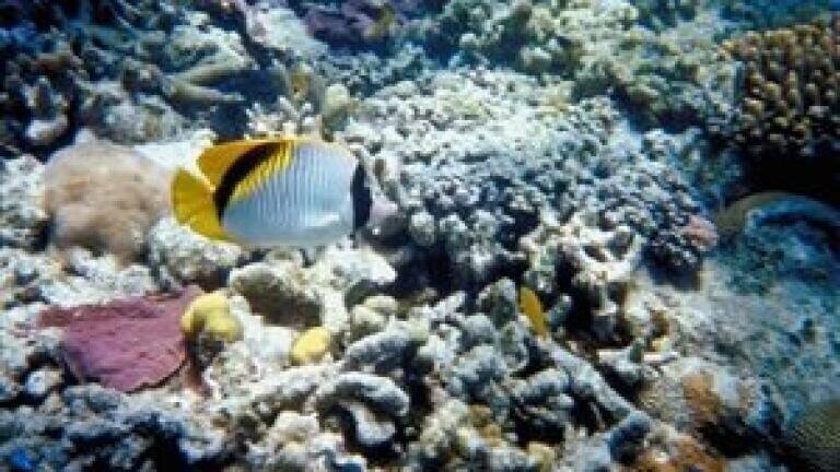 Coral reefs 'could dissolve within 100 years'