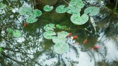 EA trials dye products for water quality at fisheries