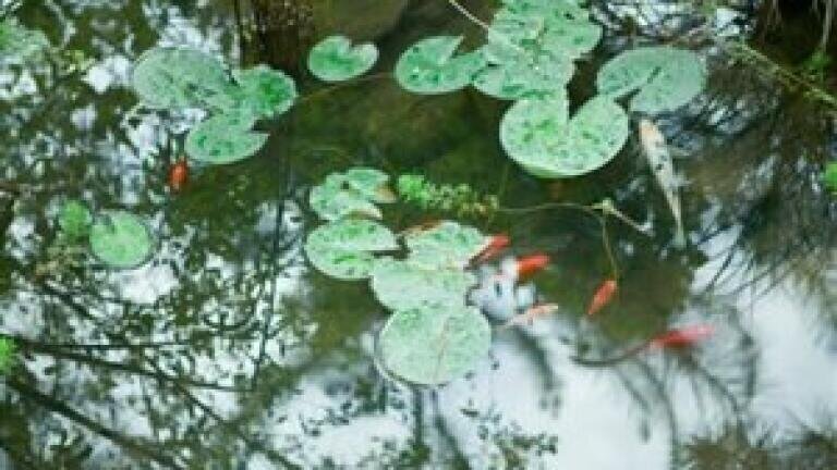 EA trials dye products for water quality at fisheries